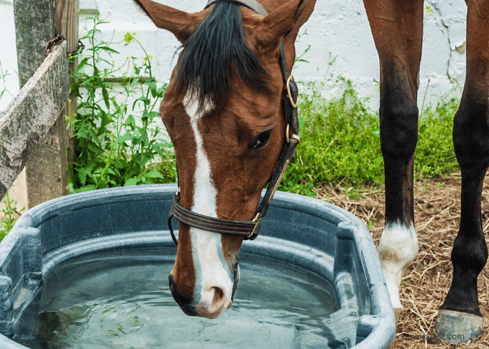 What to Look for in a Horse Water Trough