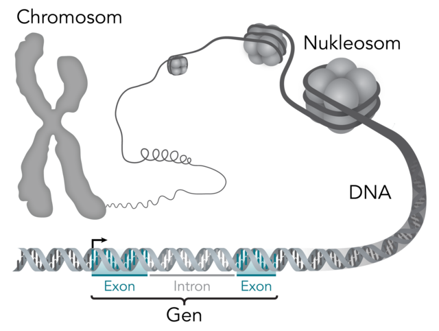 Role of Gene Probes in DNA Analysis