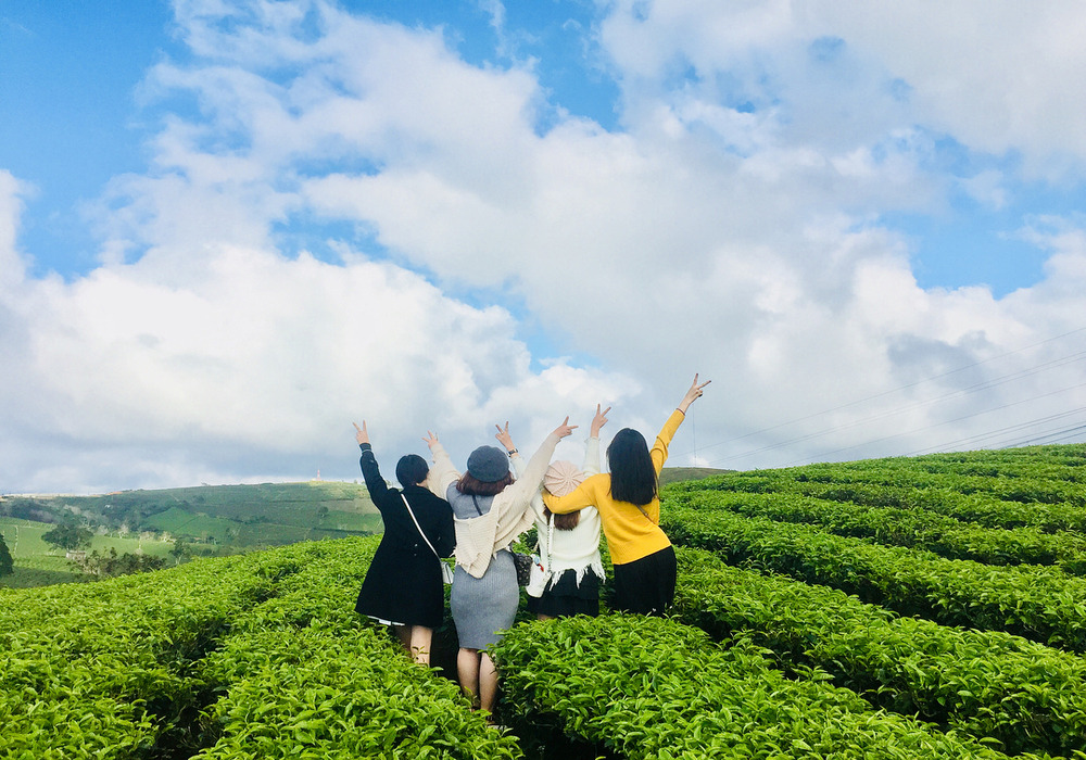 Đồi chè Tâm Châu Bảo Lộc. Lạc bước giữa tầng mây và biển chè, chill hết cỡ