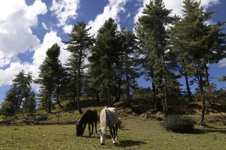 Rara National Park