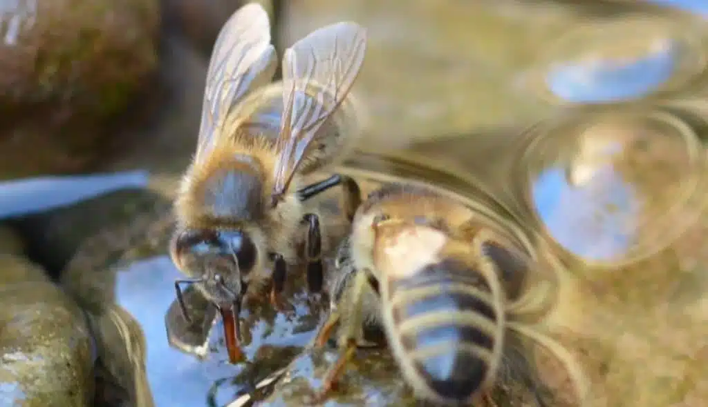 L'eau et les abeilles : l'importance de l'eau dans leur quotidien - ALIMENTATION & NOURRISSEMENT