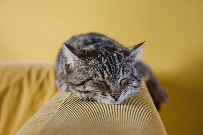 кот лежит на животе