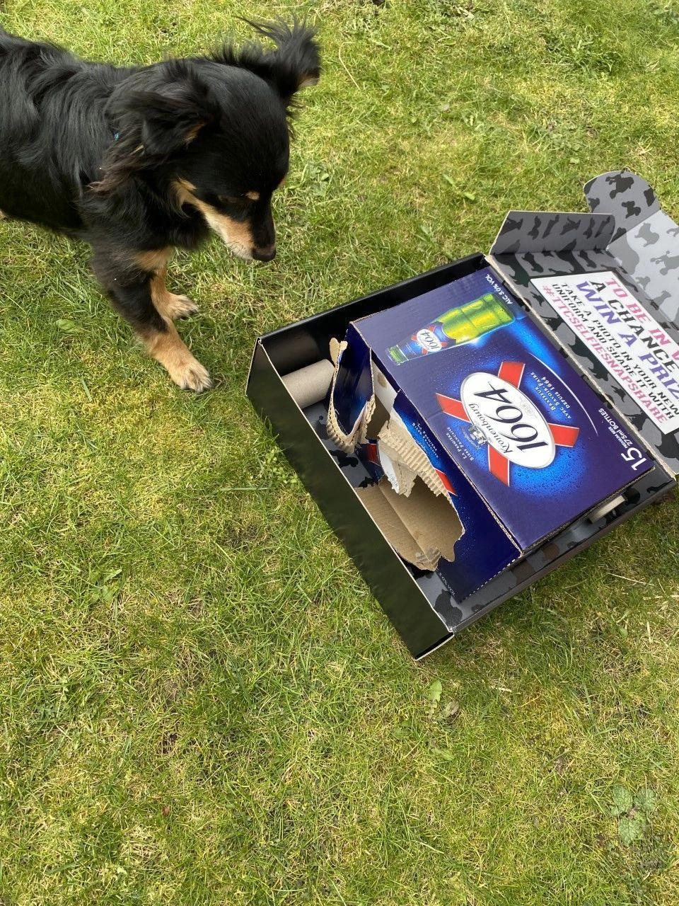 Rico the Kokoni with an enrichment toy made of cardboard boxes 