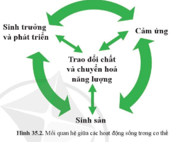 BÀI 35. SỰ THỐNG NHẤT VỀ CẤU TRÚC VÀ CÁC HOẠT ĐỘNG SỐNG TRONG CƠ THỂ SINH VẬT MỞ ĐẦUCâu hỏi: Quan sát hình 35.1, cho biết hoạt động của những người đang chạy cần có sự phối hợp hoạt động của những cơ quan nào. quá trình nào trong cơ thể?Đáp án chuẩn:Hệ vận động, hệ tuần hoàn, hệ hô hấp, hệ thần kinh, hệ bài tiết.I. SỰ THỐNG NHẤT CÁC HOẠT ĐỘNG SỐNG TRONG CƠ THỂCâu 1: Vì sao nói tế bào là đơn vị cấu trúc và chức năng của cơ thểĐáp án chuẩn:Vì mọi cơ thể sống đều cấu tạo từ tế bào, nó là đơn vị cấu tạo bé nhất của cơ thể sống.Câu 2: Lấy ví dụ chứng minh về sự thống nhất giữa các hoạt động sống trong cơ thể.Đáp án chuẩn:Ở thực vật quá trình quang hợp chiụ ảnh hưởng từ quá trình hút nước, vận chuyển nước từ rễ lên thân cây và lá. Lá quang hợp cung cấp chất hữu cơ nuôi sống cơ thể.Câu 3: Quan sát hình 35.2,nêu mối quan hệ trong các hoạt động sống của cơ thể sinh vậtĐáp án chuẩn:Trao đổi chất và chuyển hoá năng lượng có tác động qua lại với sinh sản, cảm ứng, sinh trưởng và phát triển.Câu 4: Vì sao trao đổi chất và chuyển hoá năng lượng ảnh hưởng quyết định đến hoạt động sống khác?Đáp án chuẩn:Vì tạo ra các chất cần thiết nuôi sống cơ thể, đào thải các chất không cần thiết ra bên ngoài giúp cơ thể có đủ năng lượng cho sinh sản, sinh trưởng và phát triểnCâu hỏi 1: Quan sát hình 35.5, cho biết các hình a, b, c, d thể hiện hoạt động sống nào ở cây mướp đắng (khổ qua). Nêu mối quan hệ giữa các hoạt động sống đó.Đáp án chuẩn:Hình a: hoạt động sinh trưởngHình b: hoạt động quang hợpHình c: cây phát triển nhờ tính hướng tiếp xúc.Hình d: cây ra hoa, kết quảMối quan hệ: Rễ cây hút nước, nhờ ánh sáng mặt trời để quang hợp → Cây trao đổi chất với môi trường để sinh trưởng và phát triển → Phản ứng lại các kích thích từ môi trường → Ra hoa, tạo quả.Câu hỏi 2: Quan sát hình 35.4, lấy ví dụ cho mỗi hoạt động sống ở chó. Nêu mối quan hệ giữa các hoạt động sống đó.Đáp án chuẩn:Sinh trưởng và phát triển: Chó con lớn lên, tăng kích thước và cân nặng.Trao đổi chất, chuyển hóa năng lượng: Chó ăn thức ăn, chuyển hóa thành năng lượng để duy trì sự sống.Hoạt động cảm ứng: nhiệt độ cao, chó lè lưỡi để cân bằng nhiệt độ cơ thể.Sinh sản: Mang thaiMối quan hệ: Các hoạt động sống tác động qua lại, hoạt động trao đổi chất gắn liền với chuyển hóa năng lượng.Vận dụng 1Câu hỏi: Lấy ví dụ chứng minh mối quan hệ tác động qua lại giữa các hoạt động sống: trao đổi chất và chuyển hoá năng lượng, sinh trưởng và phát triển, cảm ứng, sinh sản ở ngườiĐáp án chuẩn:Cơ thể người trao đổi chất và chuyển hóa năng lượng → cung cấp cho các hoạt động sống khác → phản ứng với các kích thích từ môi trường. Khi cơ thể lớn lên đến mức độ nhất định → sinh sản.Câu hỏi 3: Nêu biểu hiện và vai trò của bốn hoạt động sống đặc trưng cho cơ thế sinh vật theo bảng 35.1Đáp án chuẩn:Các hoạt động sống đặc trưngBiểu hiệnVai tròTrao đổi chất và chuyển hóa năng lượngHấp thụ, tích lũy năng lượngCung cấp chất dinh dưỡng, năng lượng cho cơ thể, duy trì sự sốngCảm ứngPhản ứng lại các kích thích từ môi trườngBảo vệ cơ thể trước sự thay đổi của môi trườngSinh trưởng và phát triểnTăng kích thước, các bộ phận cơ thể dần phát triển.Giúp cơ thể lớn lên.Sinh sản- Thực vật: Ra hoa, kết quả.- Động vật: sự kết hợp giữa giao tử đực và cái → hợp tử → cơ thể mới.Duy trì nòi giống.II. SỰ THỐNG NHẤT GIỮA TẾ BÀO, CƠ THỂ VỚI MÔI TRƯỜNG.