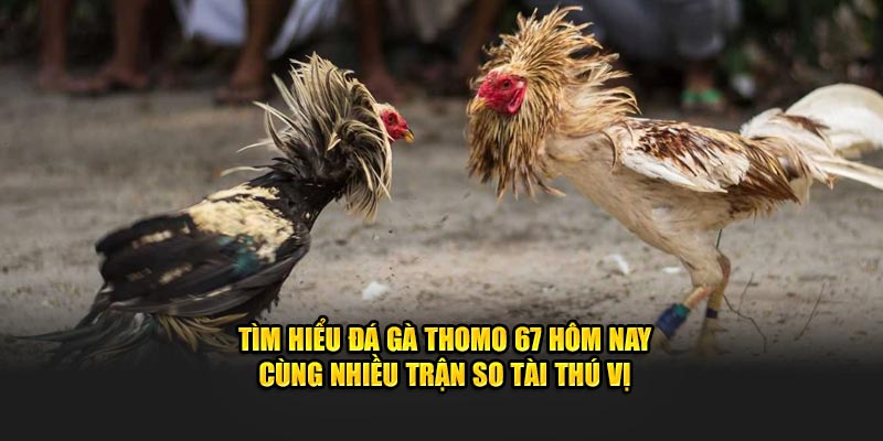 Tìm hiểu đá gà Thomo 67 hôm nay cùng nhiều trận so tài thú vị