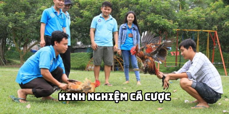  Tham khảo kinh nghiệm chơi cá cược đấu gà từ các cao thủ