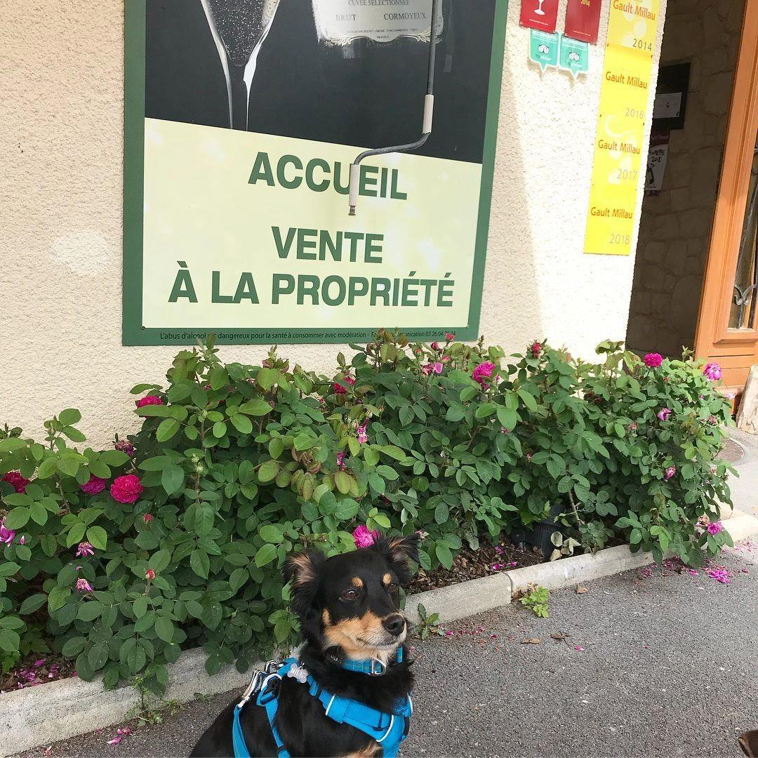 Rico a small black dog outside a Champagne house in France in 2018
