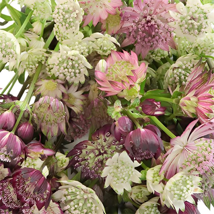 Astrantia