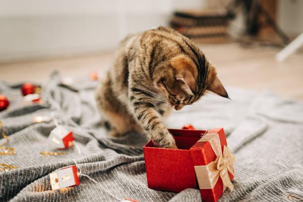 A cat opening a gift box

Description automatically generated