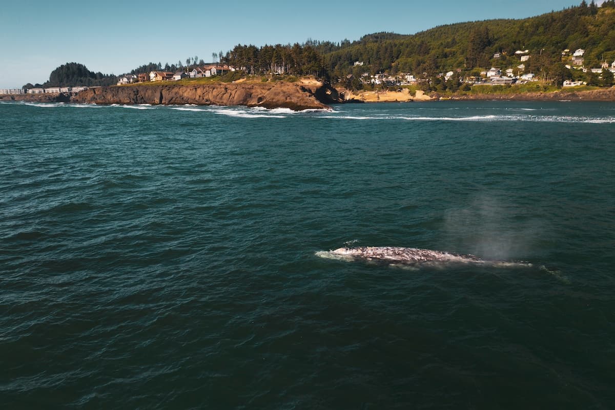 Whale emerging from the water at Depoe Bay near Pacific City, Oregon with tree-covered coastline in the background