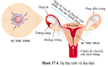 BÀI 37 - SINH SẢN Ở NGƯỜI