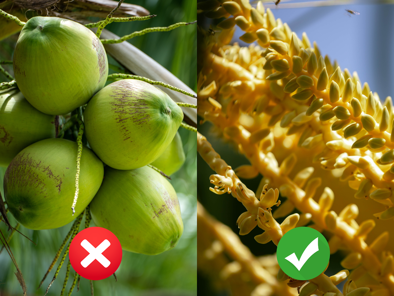 COCOES Organic Coconut Flower Harvest