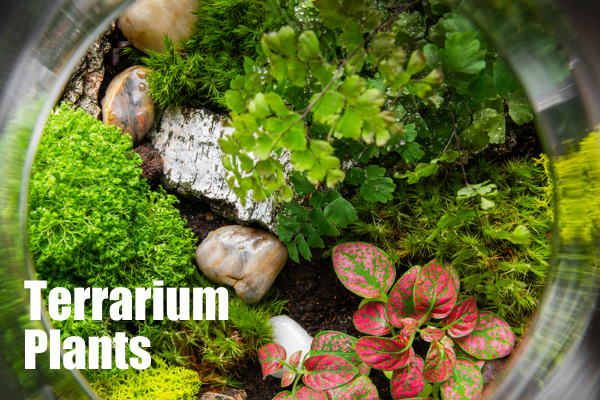 Terrarium plants