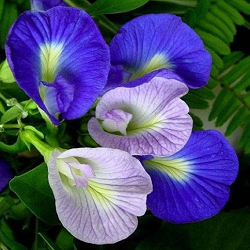 Butterfly Pea Flower