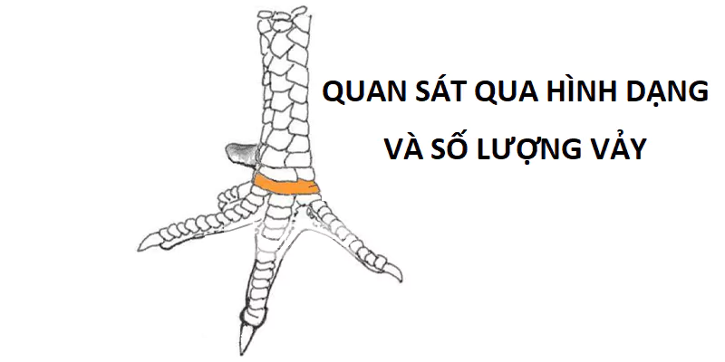 Quan sát qua hình dạng và số lượng vảy