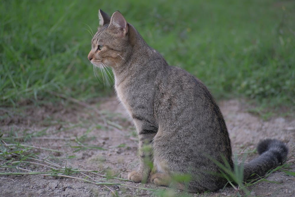Tabby Cat in Close-Up Photography