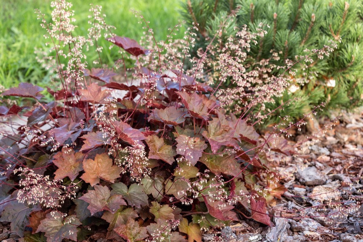 Maintenance and Care for Heuchera