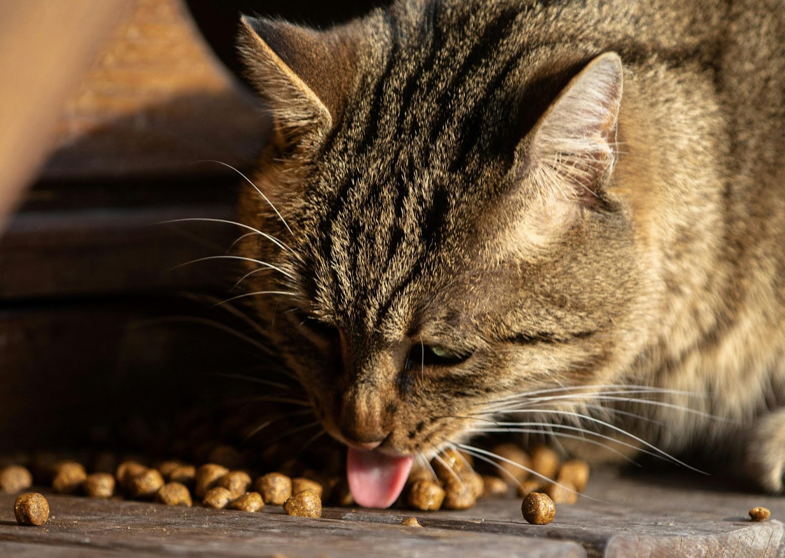 Cat surrounded by kibbles with its tongue out.