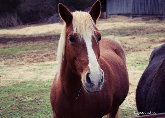 Strip Horse Face Markings