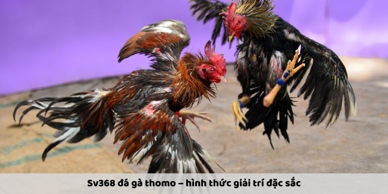 Sv368 đá gà Thomo – hình thức giải trí đặc sắc