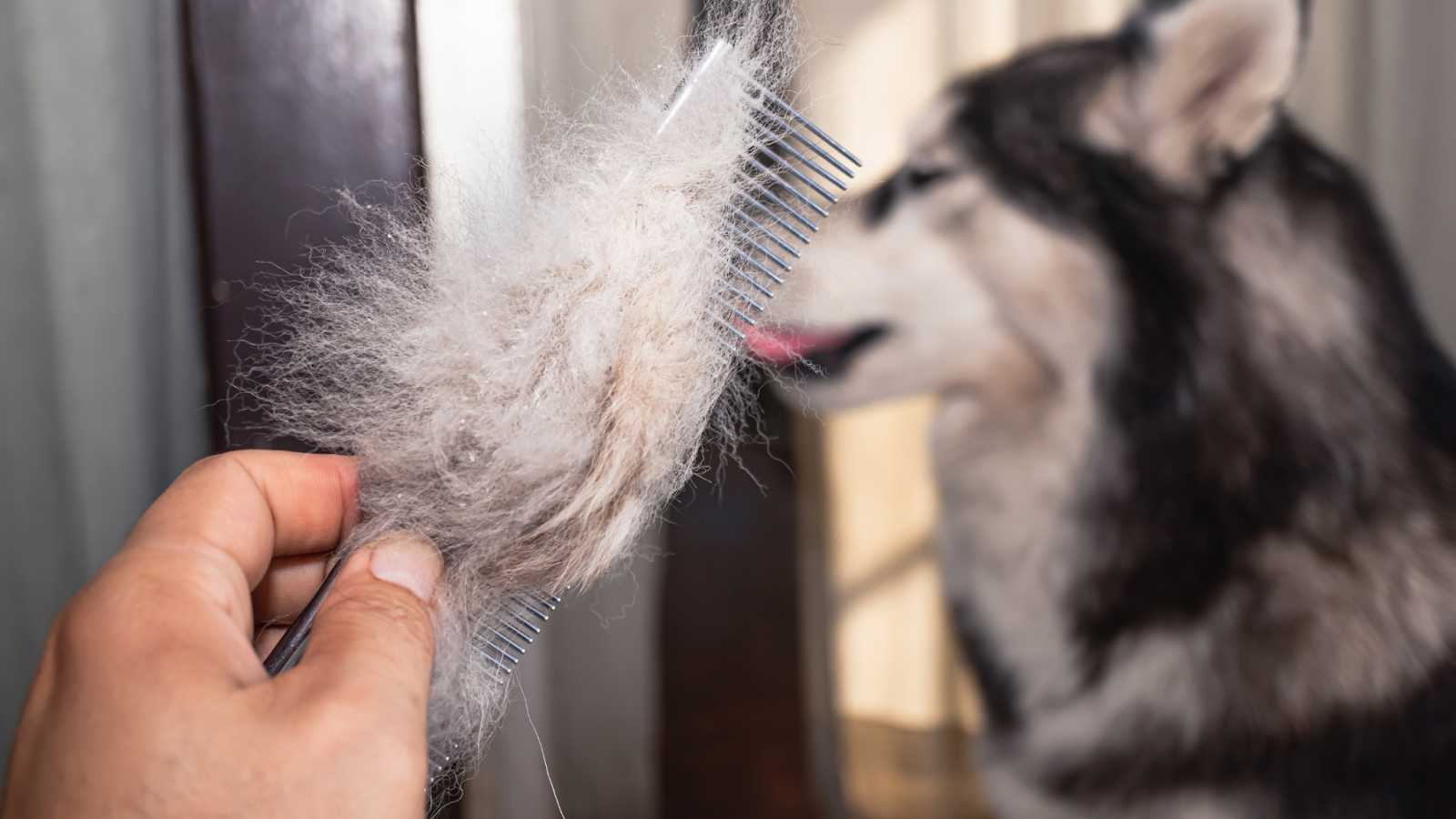 how to stop dog shedding