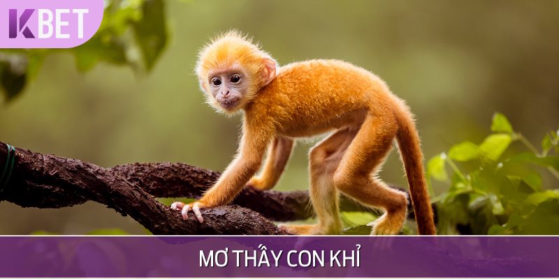 minh hoạ mơ thấy khỉ
