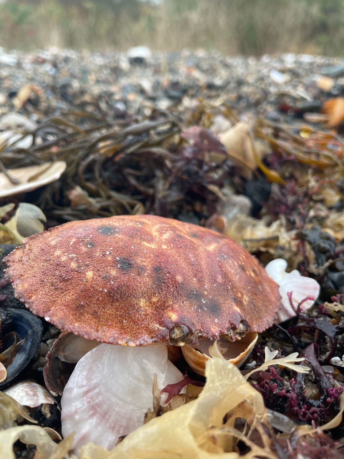 A close-up of an intact, reddish-orange crab shell. It sits on top of shells and dark seaweed. 