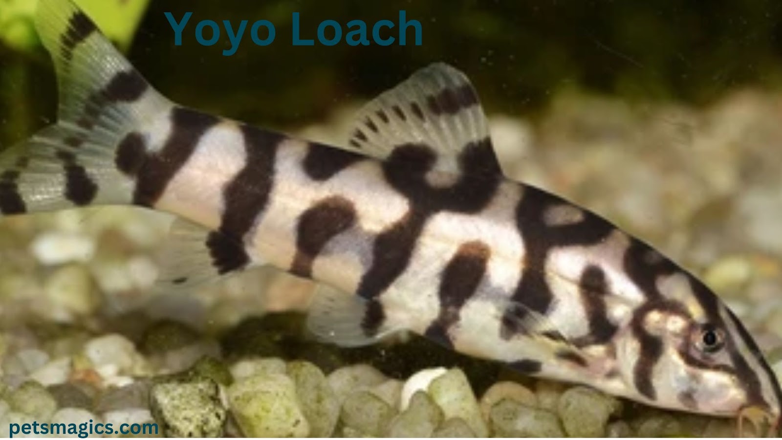 yoyo loach