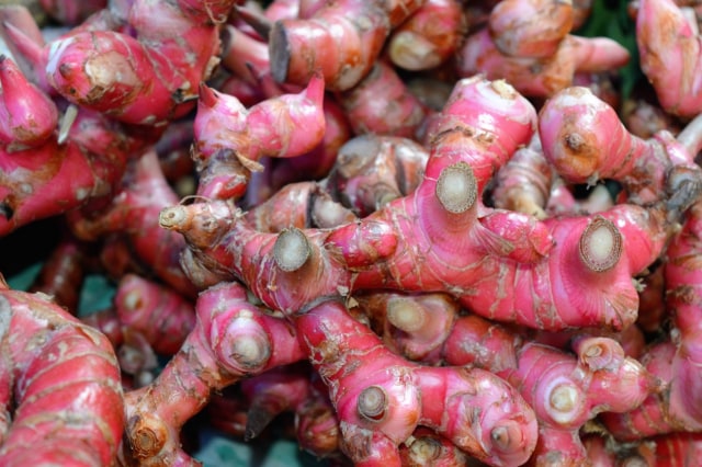 obat jahe merah