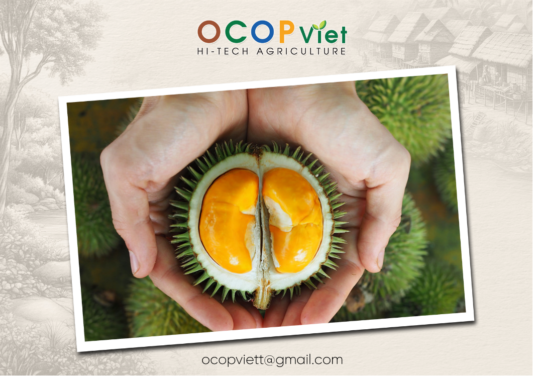 sầu riêng mini có ngon không
