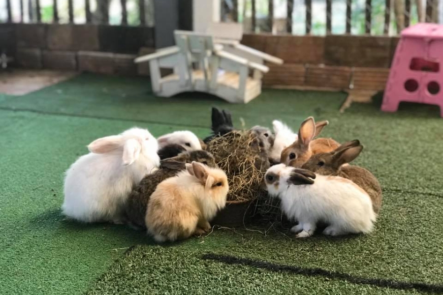 Adorable rabbits are grown in the cafe, drawing most of tweens and teens