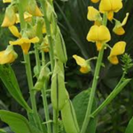 10 flowers name in english
