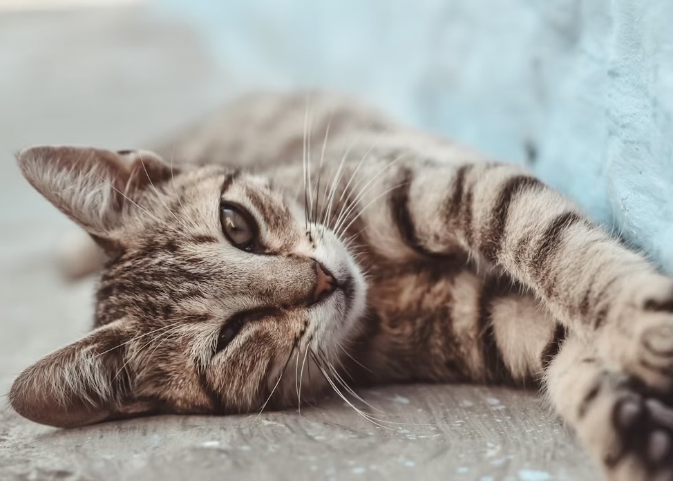 横になっているキジトラ猫