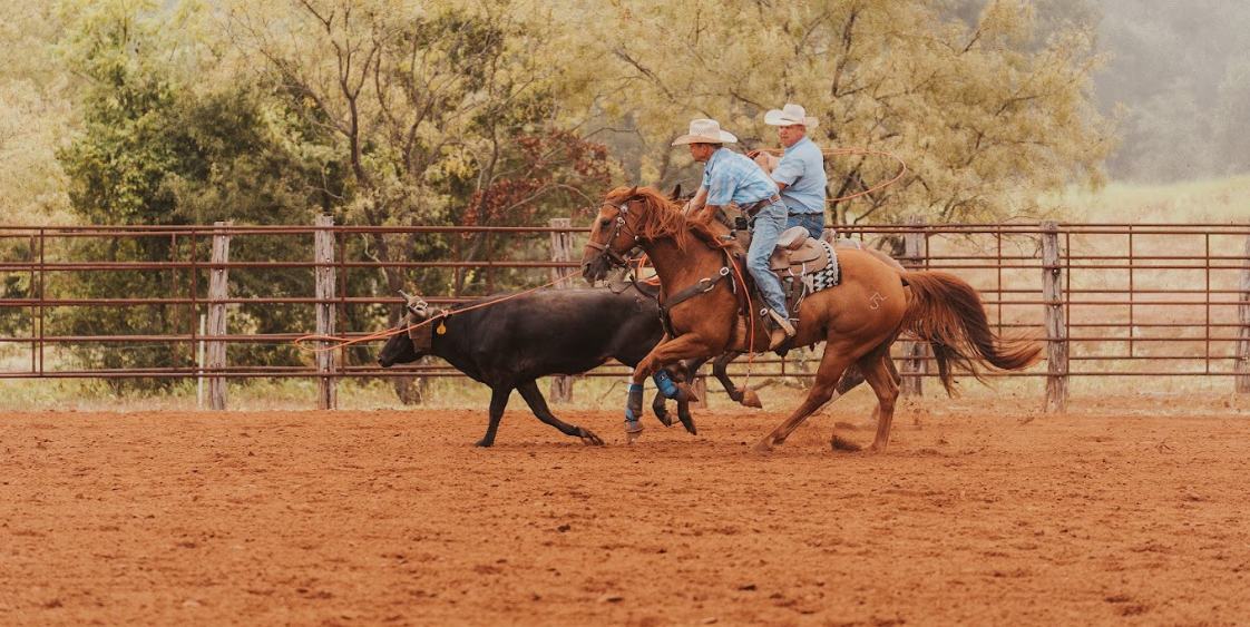 Two cowboys riding through an arena roping a calf