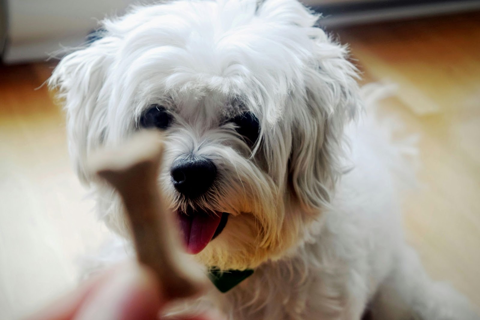 Person Giving Bone-Shaped Treat to White Dog&nbsp;