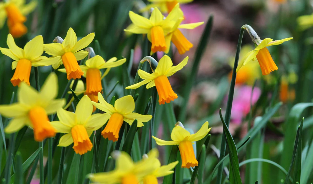 Daffodils