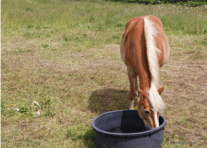 Pros of Using Horse Water Troughs