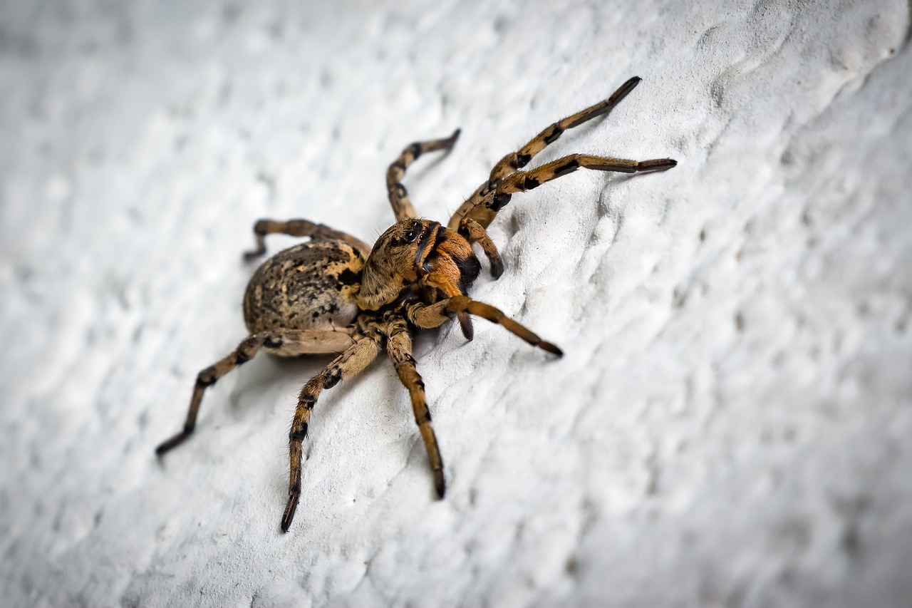 Spider Control Service