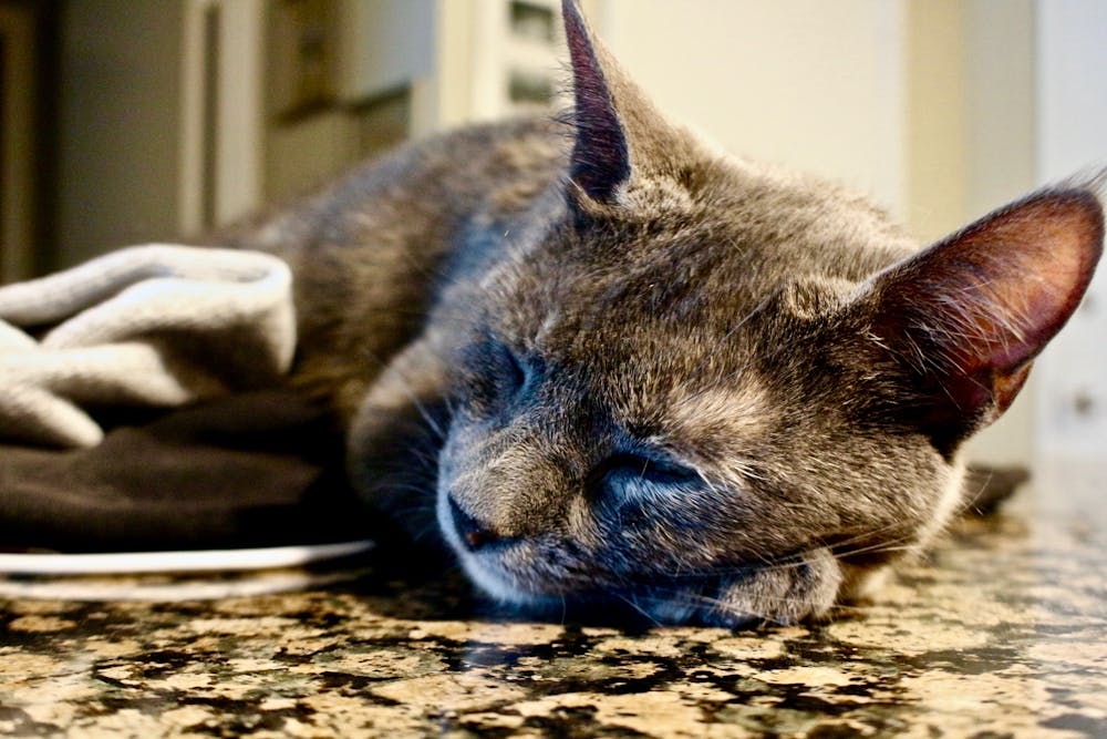 Close-Up of a Sleeping Cat