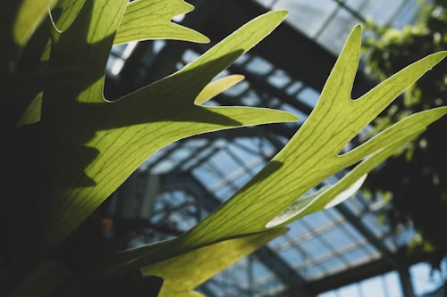 Staghorn Fern