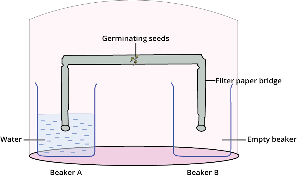 The roots of the germinating seeds will grow towards beaker A