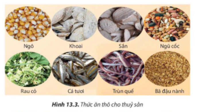 BÀI 13. QUY TRÌNH KĨ THUẬT NUÔI THỦY SẢN