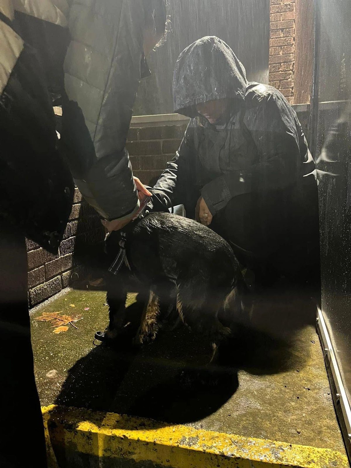 Marilyn Co-Founder of The Canine School of Trailing hiding in the rain for Yogi the cocker spaniel 