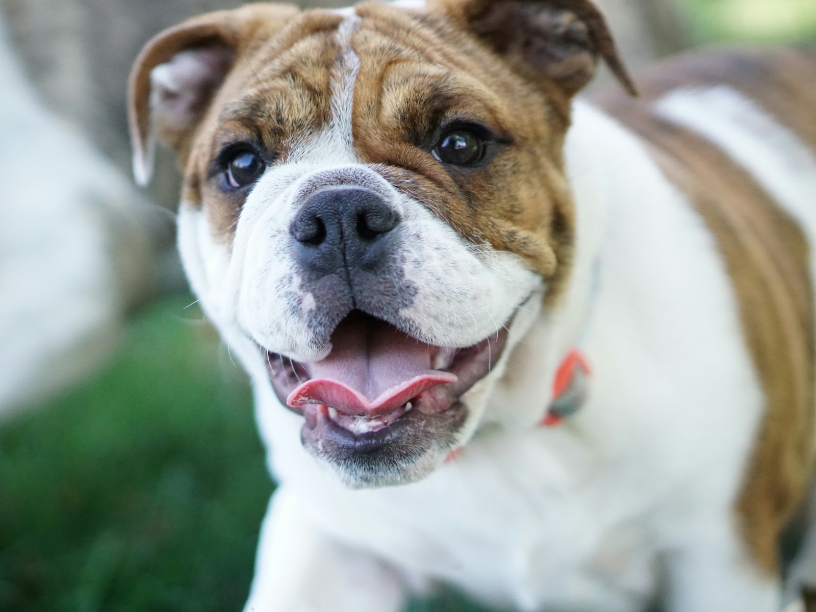 Close-up of a cute Bulldog | Source: Unsplash