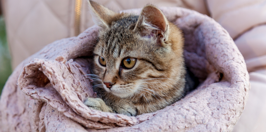 Cold Weather Mistakes to Avoid with Your Cat