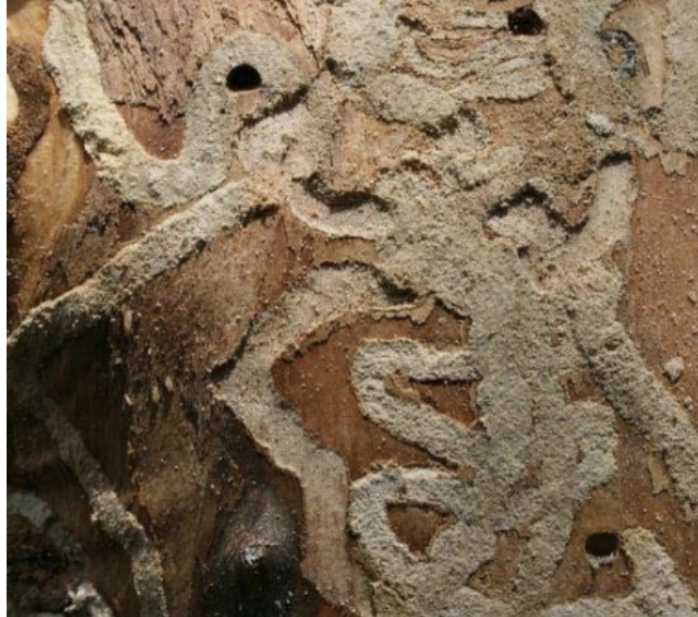 Ash Borers under the bark