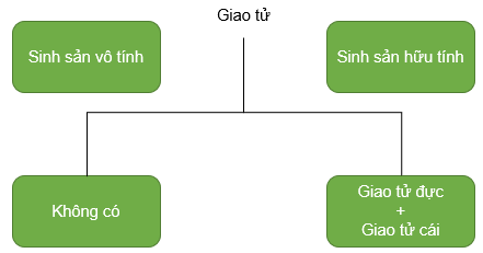 CHỦ ĐỀ 10. SINH SẢN Ở SINH VẬTBÀI 37: SINH SẢN Ở SINH VẬT1. KHÁI NIỆM SINH SẢNCâu 1: Quan sát Hình 37.1 và 37.2, em có nhận xét gì về số lượng bố mẹ tham gia sinh sản, đặc điểm cơ thể con ở sư tử và cây dâu tằm? Lấy ví dụ về sinh sản ở một số loài sinh vật khác.Đáp án chuẩn:Sinh sản ở sư tử gồm 1 bố và 1 mẹ, con sinh ra mang đặc điểm của cả bố lẫn mẹ. Sinh sản ở cây dâu tằm chỉ gồm 1 mẹ, đặc điểm của cây con giống hệt cây mẹ.VD: sinh sản ở dâu tâyCâu 2: Dự đoán hình thức sinh sản ở sư tử và cây dâu tằm.Đáp án chuẩn:Sư tử sinh sản hữu tính, dâu tây sinh sản vô tính.Luyện tập: Hình ảnh nào trong hai hình ảnh sau thể hiện sự sinh sản ở sinh vật? Giải thích.Đáp án chuẩn:Hình ảnh vịt mẹ và đàn vịt con vì có sự tăng lên về số lượng cá thể mới (vịt con). 2. SINH SẢN VÔ TÍNH Ở SINH VẬTQuan sát Hình 37.3 và trả lời câu 3,4:Câu 3: Nhận xét về sinh sản ở trùng biến hình bằng cách hoàn thành bảng sau:Đáp án chuẩn:Số cá thể tham gia sinh sản1 cá thểSố cá thể con sau sinh sản2 cá thểĐặc điểm cá thể conGiống hệt cá thể mẹ ban đầuCâu 4: Ở trùng biến hình, trong sinh sản có sự kết hợp giữa giao tử đực và giao tử cái hay không? Vì sao?Đáp án chuẩn:Không có vì chỉ có một cơ thể ban đầu phân chia cho hai cơ thể con.Câu 5: Quan sát Hình 37.4, hãy cho biết sinh sản ở cây dây nhện có điểm gì khác với sinh sản ở trùng biến hình.Đáp án chuẩn:Cây con của cây dây nhện được tạo ra từ một bộ phận của cây mẹ. Trùng biến hình: cá thể con được tạo ra trực tiếp từ cơ thể mẹ.Câu 6: Quan sát Hình 37.2 và 37.5, hãy cho biết cây con được hình thành từ bộ phận nào bằng cách hoàn thành bảng sau:Đáp án chuẩn:Đại diệnCây con phát triển từ bộ phận nào của cây?Cây dâu tâyNhánh nhỏ trên thânCây thuốc bỏngMép láCây khoai langChồi non trên củCây nghệChồi non trên củCâu 7: Em hãy nhận xét đặc điểm và số lượng cây con trong Hình 37.5 và nêu vai trò của sinh sản vô tínhĐáp án chuẩn:Cây con sinh ra giống nhau và giống cây mẹ, số lượng nhiều → giúp tạo ra số lượng lớn cá thể mới trong thời gian ngắn mà vẫn duy trì được một số đặc điểm tốt của cơ thể mẹ.Câu 8: Sinh sản sinh dưỡng là gì?Đáp án chuẩn:Là hình thức sinh sản mà cơ thể mới được hình thành từ một bộ phận (rễ, thân, lá) của cơ thể mẹ.Luyện tập: Nếu cắt từng lát cây khoai tây như hình bên cạnh thì mầm trên củ khoai tây có phát triển thành cây con được không? Vì sao?Đáp án chuẩn:Không thể vì lượng chất dinh dưỡng ở một lát khoai tây không đủ để nảy mầm, sinh trưởng và phát triển. Câu 9: Quan sát Hình 37.6, hãy mô tả sinh sản vô tính ở thuỷ tức và giun dẹp. Gọi tên hình thức sinh sản vô tính phù hợp với mỗi loại.Đáp án chuẩn:- Thuỷ tức: cơ thể mới được hình thành từ chồi con mọc lên cơ thể mẹ, chồi lớn lên có thể tách khỏi cơ thể mẹ → Sinh sản vô tính nảy chồi.- Giun dẹp: cơ thể mới được hình thành từ phân mảnh cơ thể mẹ → Sinh sản vô tính phân mảnh.Câu 10: Dự đoán đặc điểm cơ thể con so với nhau và so với cơ thể ban đầu.Đáp án chuẩn:Cơ thể con giống nhau và giống với cơ thể ban đầu.Luyện tập:Lấy một số ví dụ về hình thức sinh sản vô tính ở sinh vật.Vẽ sơ đồ một hình thức sinh sản vô tình và mô tả bằng lời.Đáp án chuẩn:Ví dụ:Vô tính nảy chồi: khoai tây, gừng, thuỷ tức, san hô,...Vô tính phân đôi: trùng đế giày, trùng biến hình,...Vô tính phân mảnh: bọt biển, giun dẹp,...Sơ đồ:San hô sinh sản vô tính bằng cách mọc chồi. Cơ thể con mọc lên từ cơ thể mẹ nhưng không tách rời mà dính liền vào cơ thể mẹCâu 11: Quan sát Hình 37.7 đến 37.10, đọc đoạn thông tin và nêu một số ứng dụng của sinh sản vô tính trong thực tiễn.Đáp án chuẩn:Nhân giống cây trồng bằng: giấm cành, chiết cành, ghép cành, nuôi cấy tế bào/mô ở thực vật.Câu 12: Nêu cơ sở khoa học của các hình thức nhân giống vô tính cây trồngĐáp án chuẩn:Quá trình nguyên phân tế bào và đặc điểm của tế bào thực vật theo nguyên tắc tính toàn năng và khả năng biệt hóa của tế bào.Luyện tập: Trong thực tiễn, con người sử dụng phương pháp giấm cành, chiết cành, ghép cành đối với những cây trồng nào?Đáp án chuẩn:- Giâm cành: mía, sắn, hoa hồng, khoai lang,...- Chiết cành: cham, cam, bưởi,...- Ghép cành: một số cây ăn quả, cây cảnh.Mở rộng: Hãy nếu những thành tựu trong thực tiễn nhờ ứng dụng nuôi cấy mô tế bàoĐáp án chuẩn:- Thành tựu: Nhân giống thành công chuối già Nam Mỹ, dâu tây chịu nhiệt,..- Ứng dụng trong việc nhân nhanh các giống cây cảnh có giá trị cao như cây hoa lan, hoa hồng,…giống cây ăn quả như chuối, dâu tây,…giống cây dược liệu như đinh lăng,…3. SINH SẢN HỮU TÍNH Ở SINH VẬTCâu 13: Quan sát Hình 37.11, hãy nhận xét sự hình thành cơ thể mới. Vẽ lại sơ đồ sinh sản hữu tính ở người.Đáp án chuẩn:- Nhận xét: hình thành cơ thể mới.- Sơ đồ: Câu 14: Vẽ và hoàn thành sơ đồ sau để phân biệt sinh sản vô tính và sinh sản hữu tính.Đáp án chuẩn:Câu 15: Hãy dự đoán đặc điểm cá thể con được sinh ra hình thành từ sinh sản hữu tínhĐáp án chuẩn:Con mang đặc điểm của cả bố và mẹ.Câu 16: Quan sát Hình 37.12, nêu các bộ phận của hoa.Đáp án chuẩn:Hoa gồm nhị hoa, nhụy hoa, tràng hoa, đài hoa.Câu 17: Quan sát Hình 37.13 và 37.14, phân biệt hoa lưỡng tính với hoa đơn tính bằng cách hoàn thành bảng sau: Đáp án chuẩn:Thành phần Hoa lưỡng tínhHoa đơn tínhHoa đựcHoa cáiNhị hoaCóCóKhôngNhuỵ hoaCóKhôngCóLuyện tập: Vẽ sơ đồ thể hiện các giai đoạn sinh sản hữu tính ở thực vậtĐáp án chuẩn:Nhị và nhuỵ chín → Thụ phấn → Thụ tinh → Quả, hạt hình thành và lớn lênCâu 18: Quan sát Hình 37.15 và đọc thông tin, hãy mô tả sự thụ phấn và sự thụ tinh bằng cách xác định thứ tự đúng của các sự kiện sau.Đáp án chuẩn:Các sự kiện trong quá trình thụ phấn và thụ tinhThứ tự đúngỐng phấn tiếp xúc với noãn.4Giao tử đực kết hợp với giao tử cái tạo thành hợp tử.5Hạt phấn rơi vào đầu nhuỵ và nảy mầm.2Ống phấn mọc dài ra trong vòi nhuỵ và đi vào bầu nhuỵ.3Nhuỵ và nhị cùng chín.1Câu 19: Hãy phân biệt thụ phấn và thụ tinh. Sản phẩm của sự thụ tinh ở thực vật có hoa là gì?Đáp án chuẩn:Thụ phấnThụ tinhLà hiện tượng hạt phấn tiếp xúc với đầu nhụy.Là hiện tượng giao tử đực kết hợp với giao tử cái tại noãn tạo thành một tế bào mới gọi là hợp tử.Sản phẩm: hợp tử.Câu 20: Quan sát Hình 37.16 và đọc thông tin, hãy cho biết quả được hình thành và lớn lên như thế nào?Đáp án chuẩn:Sau khi thụ tinh: hợp tử → phôi, noãn → hạt chứa phôi, bầu nhuỵ → quả chứa hạt. Tế bào phân chia → Quả lớn lên, cánh hoá, nhị hoa, vòi nhuỵ khô và rụng.Câu 21: Quả có vai trò gì đối với đời sống của cây và đời sống con người?Đáp án chuẩn:- Đời sống của cây: bảo vệ hạt và giúp hạt phát tán, hấp dẫn động vật ăn quả giúp cho sự phát tán nòi giống.- Con người: nguồn cung cấp chất dinh dưỡng quan trọng.Luyện tập: Vẽ và hoàn thành sơ đồ về sinh sản hữu tính ở thực vật.Đáp án chuẩn:Câu 22: Quan sát Hình 37.17 và 37.18, vẽ sơ đồ chung về sinh sản hữu tính ở động vật.Đáp án chuẩn:Câu 23: Nêu một số hình thức sinh sản hữu tính ở động vật. Vẽ sơ đồ phân biệt các hình thức sinh sản đó.Đáp án chuẩn:Sơ đồ:Câu 24: Dự đoán đặc điểm con sinh ra. Theo em, đặc điểm này có ý nghĩa gì đối với sinh vật?Đáp án chuẩn:Con sinh ra mang đặc điểm của cả hai bố mẹ → Tạo ra những cá thể mới đa dạng, kết hợp được các đặc tính tốt của bố và mẹ → Thích nghi tốt hơn.Luyện tập:Hãy kể tên vật nuôi có hình thức sinh sản hữu tính là đẻ con hoặc đẻ trứng.Nêu vai trò của sinh sản hữu tính đối với sinh vật và trong thực tiễn.Đáp án chuẩn:- Đẻ con: chó, mèo, trâu, bò, lợn,...- Đẻ trứng: gà, vịt, ngan, ngỗng, cá, tôm,...- Vai trò: duy trì nòi giống, kết hợp được các đặc tính tốt, giúp thích nghi tốt hơn, tạo ra nguồn nguyên liệu cho sản xuất và thực phẩm.Câu 25: Theo em, sinh sản hữu tính có những ưu điểm nào? Con người đã ứng dụng sinh sản hữu tính trong thực tiễn nhằm mục đích gì?Đáp án chuẩn:- Ưu điểm: Tạo ra các cá thể mới đa dạng về các đặc điểm di truyền - Mục đích: tạo ra con giống vật nuôi, cây trồng theo nhu cầu; tạo ra con lai có sức sống tốt, năng suất cao.BÀI TẬP