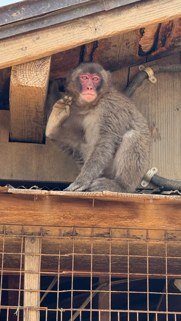 A monkey at Iwatayyama Monkey Park in Kyoto.