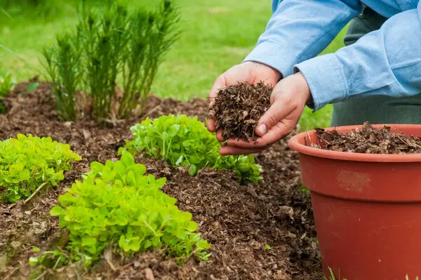 What is Mulch Glue