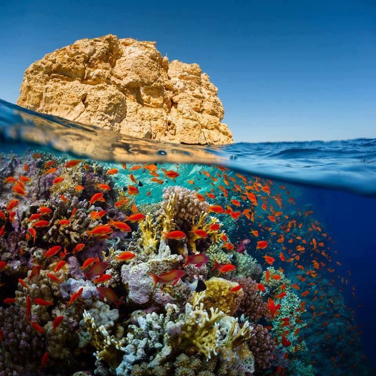 diving in sharm elsheikh